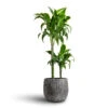 Dracaena Fragrans Dorado - Multi Stem -Indoor Plants Store Dracaena fragrans Dorado Multi Stem 17x80cm 2 stems Feico Plant Pot Metal Black 24x21cm 7