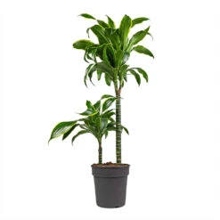 Dracaena Fragrans Dorado - Multi Stem -Indoor Plants Store Dracaena fragrans Dorado Multi Stem 19x80cm 2 stems