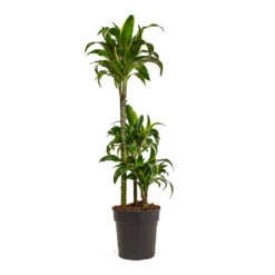 Dracaena Fragrans Dorado - Multi Stem -Indoor Plants Store Dracaena fragrans Dorado Multi Stem 21cm