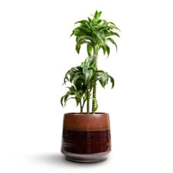 Dracaena Fragrans Dorado - Multi Stem -Indoor Plants Store Dracaena fragrans Dorado Multi Stem 21x95cm 3 stems Joah Plant Pot Truffle 38x34cm