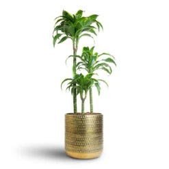 Dracaena Fragrans Dorado - Multi Stem -Indoor Plants Store Dracaena fragrans Dorado Multi Stem 21x95cm 3 stems Solis Embossed Plant Pot Gold 25x25cm 7