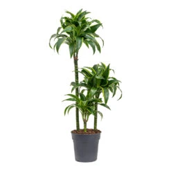 Dracaena Fragrans Dorado - Multi Stem -Indoor Plants Store Dracaena fragrans Dorado Multi Stem