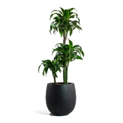 Grigio Balloon Plant Pot - Anthracite Concrete -Indoor Plants Store Dracaena fragrans Dorado Multi Stem Grigio Balloon Plant Pot Anthracite Concrete