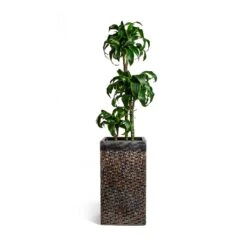 Dracaena Fragrans Dorado - Multi Stem -Indoor Plants Store Dracaena fragrans Dorado Multi Stem Luxe Lite Layer Square Planter Bronze