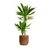 Dracaena Fragrans Golden Coast - Multi Stem 1 Dracaena Fragrans Golden Coast - Multi Stem -Indoor Plants Store Dracaena fragrans Gold Coast Multi Stem 19x100cm Houseplant Plant Pot Duncan Rust 14x13cm c34d9826 1b16 48a0 87ba e44beb98e4c5