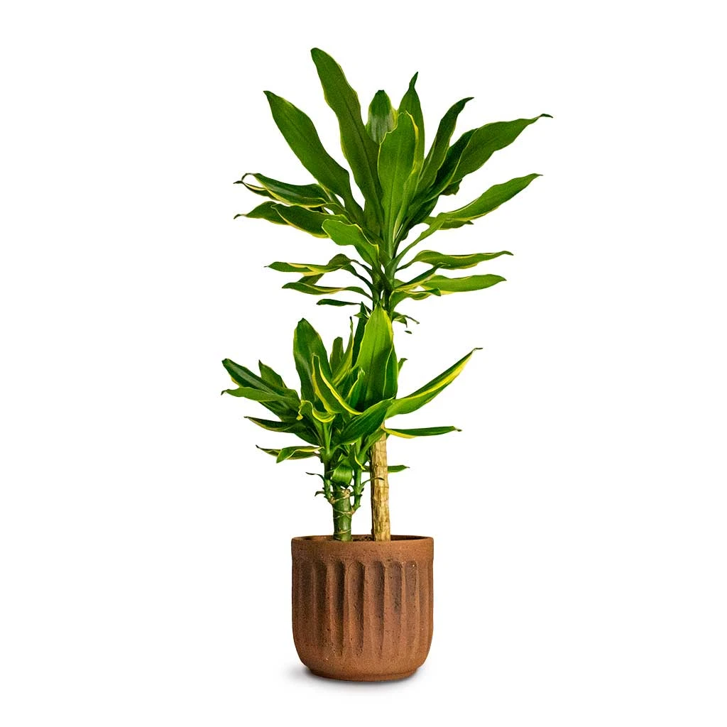 Dracaena Fragrans Golden Coast - Multi Stem 3 Dracaena Fragrans Golden Coast - Multi Stem