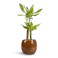 Dracaena Fragrans Golden Coast - Multi Stem 22 Dracaena Fragrans Golden Coast - Multi Stem -Indoor Plants Store Dracaena fragrans Golden Coast 2Stem 17x80cm Mischa Plant Pot Caramel 24x22cm