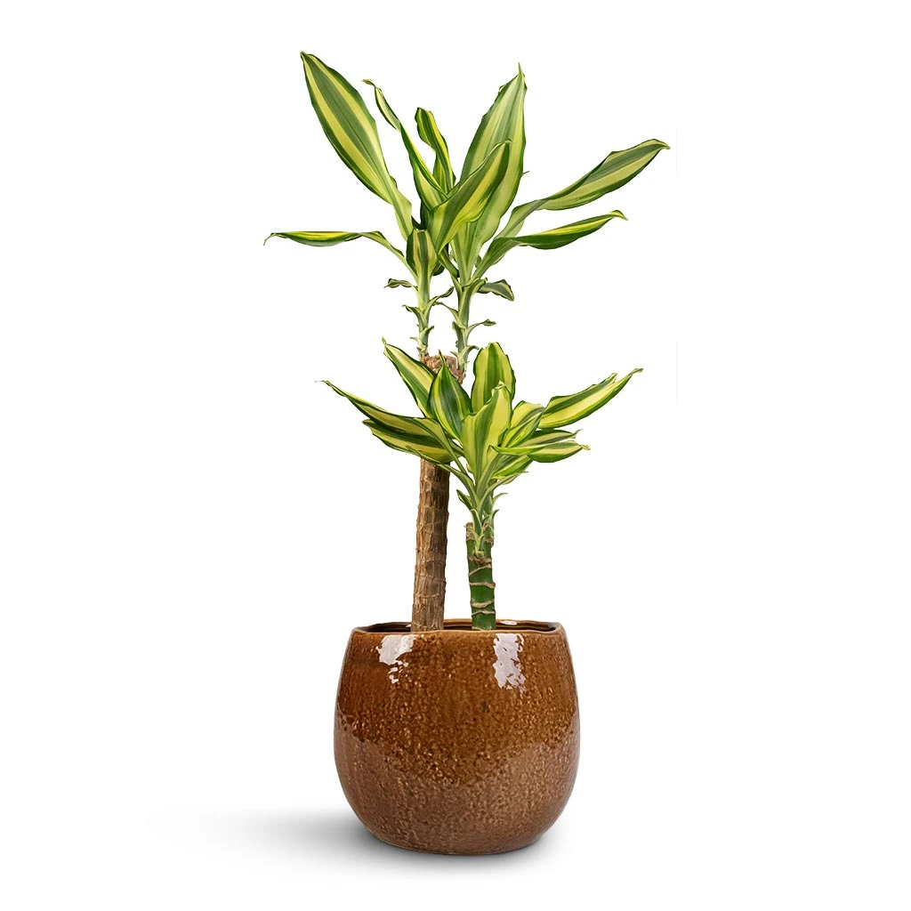 Dracaena Fragrans Golden Coast - Multi Stem 12 Dracaena Fragrans Golden Coast - Multi Stem - Image 10