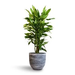 Dracaena Fragrans Golden Coast - Branched -Indoor Plants Store Dracaena fragrans Golden Coast Branched 24x90cm Cas Plant Pot Anthracite 32x29cm bcf056ee b210 4c9b a483 112e7bc17825
