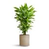 Dracaena Fragrans Golden Coast - Branched -Indoor Plants Store Dracaena fragrans Golden Coast Branched 24x90cm Puk Refined Planter Clouded Grey 25x24.5cm