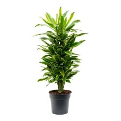 Dracaena Fragrans Golden Coast - Branched -Indoor Plants Store Dracaena fragrans Golden Coast Branched 27cm