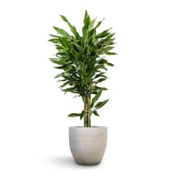 Dracaena Fragrans Golden Coast - Branched -Indoor Plants Store Dracaena fragrans Golden Coast Branched 27x110cm Cas Plant Pot Cool Grey 36x32cm 4cccdb80 118f 46d2 9e0e 0e14df216cb3
