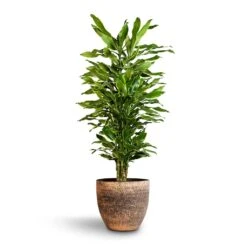 Dracaena Fragrans Golden Coast - Branched -Indoor Plants Store Dracaena fragrans Golden Coast Branched 27x110cm Cas Plant Pot Sahara 36x32cm
