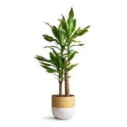 Dracaena Fragrans Golden Coast - Multi Stem 16 Dracaena Fragrans Golden Coast - Multi Stem -Indoor Plants Store Dracaena fragrans Golden Coast Multi Stem 17x70cm Bamboo Plant Pot White 19x19cm
