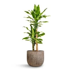 Dracaena Fragrans Golden Coast - Multi Stem 17 Dracaena Fragrans Golden Coast - Multi Stem -Indoor Plants Store Dracaena fragrans Golden Coast Multi Stem 17x70cm 2 stems Cody Cement Stone Plant Pot Granite Grey