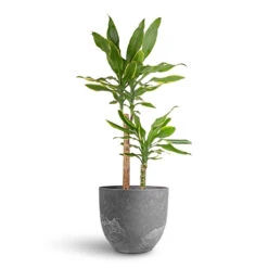 Dracaena Fragrans Golden Coast - Multi Stem 18 Dracaena Fragrans Golden Coast - Multi Stem -Indoor Plants Store Dracaena fragrans Golden Coast Multi Stem 17x70cm 2 stems Bola Artstone Plant Pot Grey 28x24cm d9e487f5 5dcf 4a4d 856d 8a4cfe78f51b