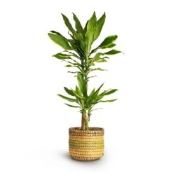 Dracaena Fragrans Golden Coast - Multi Stem 21 Dracaena Fragrans Golden Coast - Multi Stem -Indoor Plants Store Dracaena fragrans Golden Coast Multi Stem 17x80cm 2stems Jane Plant Baskets Set5 Jungle b6fd3bbc 2ee0 4004 9468 ef0c018b093f
