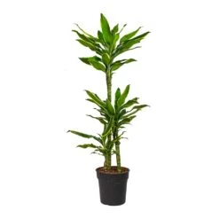 Dracaena Fragrans Golden Coast - Multi Stem 20 Dracaena Fragrans Golden Coast - Multi Stem -Indoor Plants Store Dracaena fragrans Golden Coast Multi Stem