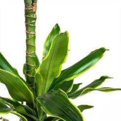 Dracaena Fragrans Golden Coast - Multi Stem 14 Dracaena Fragrans Golden Coast - Multi Stem -Indoor Plants Store Dracaena fragrans Golden Coast Multi Stem Leaves