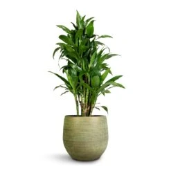 Lydia Plant Pot - Shiny Green 41 Lydia Plant Pot - Shiny Green -Indoor Plants Store Dracaena fragrans Janet Craig Branched 27x130cm Lydia Plant Pot Shiny Green 36x32cm 5ddb8ad9 72c6 4001 9807 1193da78dbfb