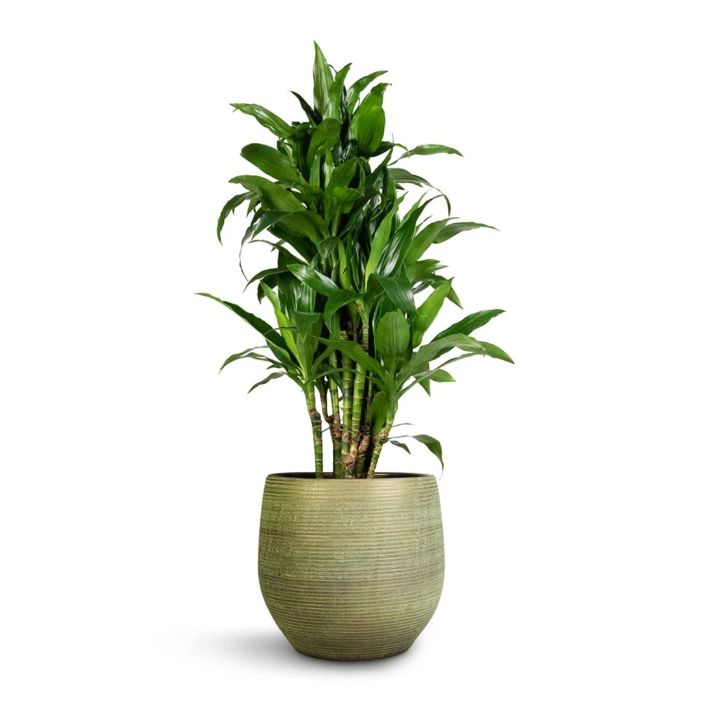 Lydia Plant Pot - Shiny Green 22 Lydia Plant Pot - Shiny Green - Image 20