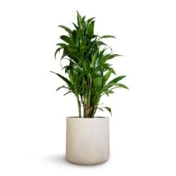 Raindrop Round Planter - Stone 20 Raindrop Round Planter - Stone -Indoor Plants Store Dracaena fragrans Janet Craig Branched 27x130cm Raindrop Round Planter Stone 34x32cm 1 f489cb98 6383 4015 bb0e bfd28300c4a8