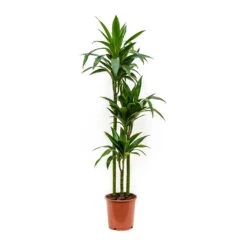 Dracaena Fragrans Janet Craig - Multi Stem -Indoor Plants Store Dracaena fragrans Janet Craig Multi Stem