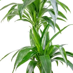 Dracaena Fragrans Janet Craig - Multi Stem -Indoor Plants Store Dracaena fragrans Janet Craig Multi Stem 24x135cm DETAIL