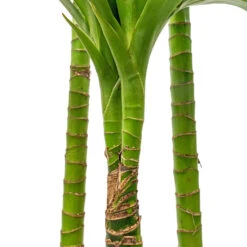 Dracaena Fragrans Janet Craig - Multi Stem -Indoor Plants Store Dracaena fragrans Janet Craig Multi Stem 24x135cm DETAIL 3