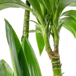 Indoor Plants Store -Indoor Plants Store Dracaena fragrans Janet Craig Multi Stem 24x135cm DETAIL 4