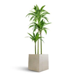 Grigio Cube Planter - Antique White Concrete 14 Grigio Cube Planter - Antique White Concrete -Indoor Plants Store Dracaena fragrans Janet Craig Multi Stem 24x135cm 3 stems Grigio Cube Planter Antique White Concrete 30x30x30cm ace2f845 18f5 4494 974e 45d3c7325fb2