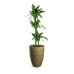 Dracaena Fragrans Janet Craig - Multi Stem -Indoor Plants Store Dracaena fragrans Janet Craig Multi Stem Ben Plant Pot Straw Grass