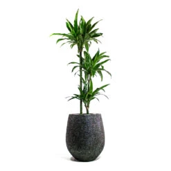 Dracaena Fragrans Janet Craig - Multi Stem -Indoor Plants Store Dracaena fragrans Janet Craig Multi Stem Opus Hit Darcy Planter Silver 188e73ad 04ec 4c7c 8464 a99a9fb334de