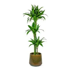 Dracaena Fragrans Janet Craig - Multi Stem -Indoor Plants Store Dracaena fragrans Janet Craig Multi Stem joah oasis 33cm plant pot studio