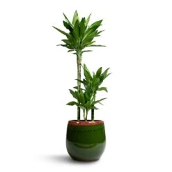 Dracaena Fragrans Janet Lind - Multi Stem -Indoor Plants Store Dracaena fragrans Janet Lind 3 Stem 21x100cm Charlotte Plant Pot Green 29x25cm