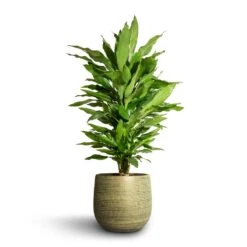 Lydia Plant Pot - Shiny Green 29 Lydia Plant Pot - Shiny Green -Indoor Plants Store Dracaena fragrans Janet Lind Branched 21x80cm Lydia Plant Pot Shiny Green 26x26cm