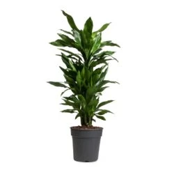Dracaena Fragrans Janet Lind - Branched 13 Dracaena Fragrans Janet Lind - Branched -Indoor Plants Store Dracaena fragrans Janet Lind Branched 24x95cm