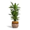 Dracaena Fragrans Janet Lind - Branched -Indoor Plants Store Dracaena fragrans Janet Lind Branched 24x95cm Lindy Plant Pot Ochre 30x25cm