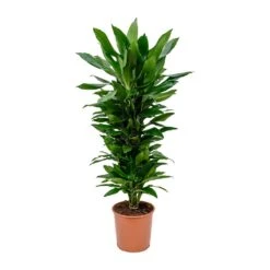 Dracaena Fragrans Janet Lind - Branched 17 Dracaena Fragrans Janet Lind - Branched -Indoor Plants Store Dracaena fragrans Janet Lind Branched 27x110cm