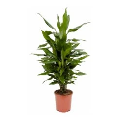 Dracaena Fragrans Janet Lind - Branched 15 Dracaena Fragrans Janet Lind - Branched -Indoor Plants Store Dracaena fragrans Janet Lind Branched 80cm