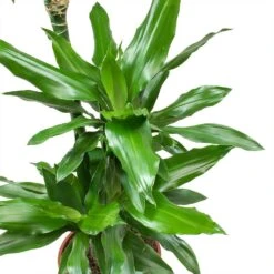 Dracaena Janet Lind - Multi Stem - HydroCare -Indoor Plants Store Dracaena fragrans Janet Lind Leaves 5d10cff4 ae5a 4e39 b544 5927162c5a88