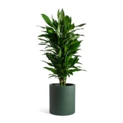 Dracaena Fragrans Janet Lind - Branched 16 Dracaena Fragrans Janet Lind - Branched -Indoor Plants Store Dracaena fragrans Janet Lind Max Refined Planter Pine Green c585841c 6571 4ad6 85b2 80c521d12646
