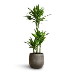Dracaena Fragrans Janet Lind - Multi Stem -Indoor Plants Store Dracaena fragrans Janet Lind Multi Stem 21x100 Esra Plant Pot Mystic Grey 26x26cm