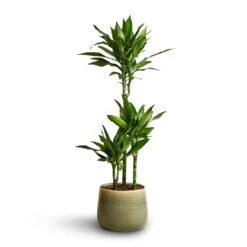 Dracaena Fragrans Janet Lind - Multi Stem -Indoor Plants Store Dracaena fragrans Janet Lind Multi Stem 21x100 Iris Plant Pot Mint 26x21cm