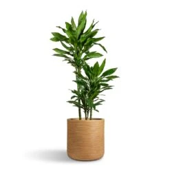 Dune Cylinder Planter - Almond -Indoor Plants Store Dracaena fragrans Janet Lind Multi Stem 21x110cm 3 stems Dune Cylinder Planter Almond 38x37cm