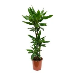 Dracaena Fragrans Janet Lind - Multi Stem -Indoor Plants Store Dracaena fragrans Janet Lind Multi Stem