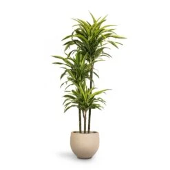 Dracaena Fragrans Lemon Lime - Multi Stem 33 Dracaena Fragrans Lemon Lime - Multi Stem -Indoor Plants Store Dracaena fragrans Lemon Lime 3MultiStem 24 x 140cm Mini Orb Kevan Plant Pot Grey Washed 32x28cm
