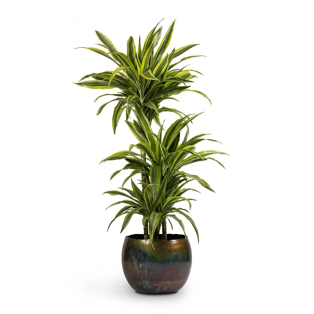 Dracaena Fragrans Lemon Lime - Multi Stem 21 Dracaena Fragrans Lemon Lime - Multi Stem - Image 19