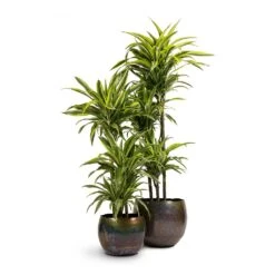 Dracaena Fragrans Lemon Lime - Multi Stem 39 Dracaena Fragrans Lemon Lime - Multi Stem -Indoor Plants Store Dracaena fragrans Lemon Lime 3MultiStem 24x140cm Ellen Metal Plant Pots Set3 Medium Big Vintage Green