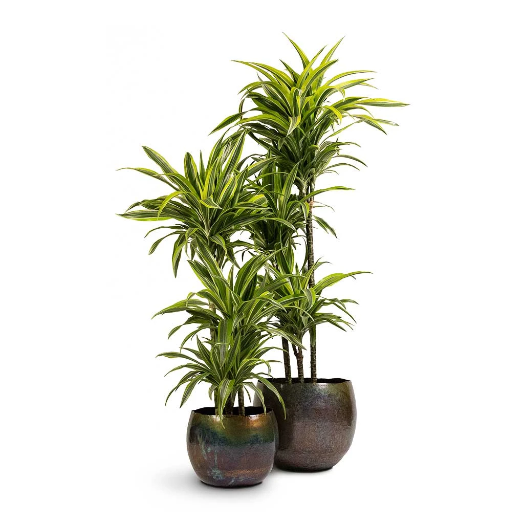 Dracaena Fragrans Lemon Lime - Multi Stem 20 Dracaena Fragrans Lemon Lime - Multi Stem - Image 18